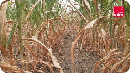 Champ de maïs desséché en photo de couverture de l'émission regards croisés avec emma haziza