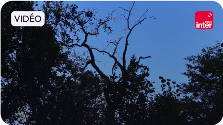 image d'un Arbre dénudé contre le ciel en temps qu'image pour l'invité de 8h20 sur france info avec emma haziza