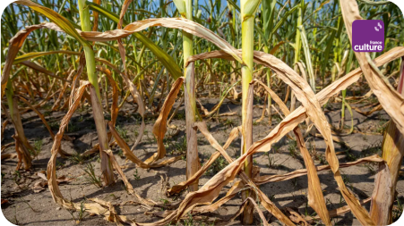Champ de maïs desséché pour représenter l'émission "culture monde" sur france culture avec emma haziza